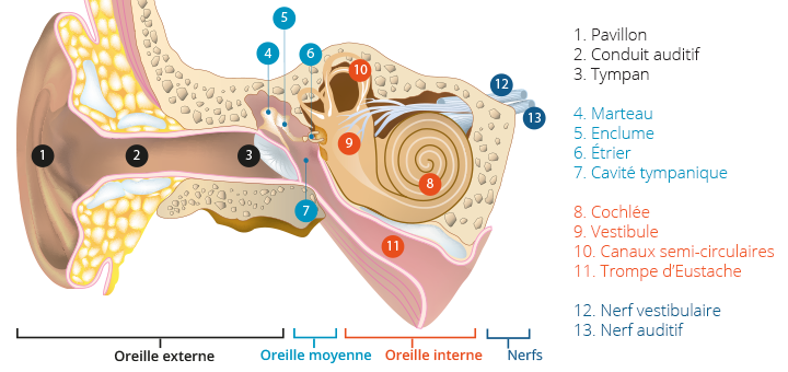 Schéma expliquant l'anatomie de l'oreille